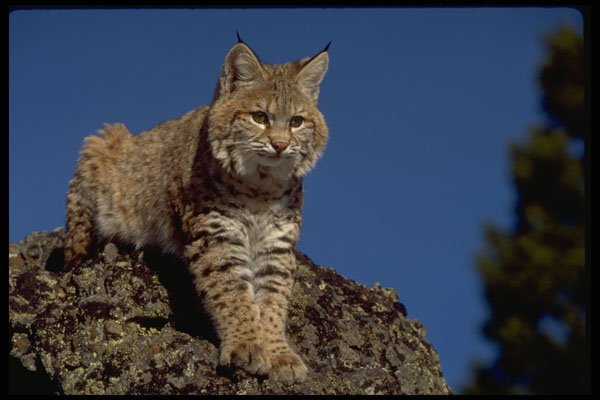 326086 Bobcat Skylined A4 Photo Print