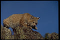 326087 Bobcat Skylined A4 Photo Print
