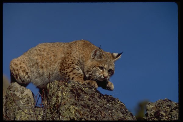 326087 Bobcat Skylined A4 Photo Print