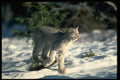 326088 Canada Lynx Running On Snow A4 Photo Print