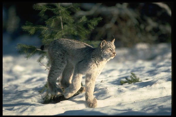 326088 Canada Lynx Running On Snow A4 Photo Print