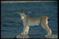326089 Canada Lynx, Autumn, Along Wilderness River A4 Photo Print
