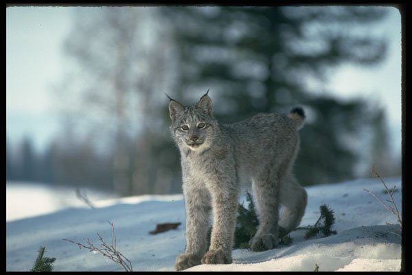 326090 Canada Lynx On Snow A4 Photo Print