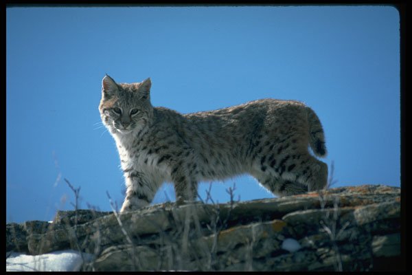 326091 Bobcat Skylined On Colorful Rocks A4 Photo Print