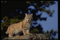 326092 Bobcat A4 Photo Print