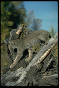 326093 Canada Lynx, Autumn A4 Photo Print