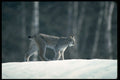 326094 Canada Lynx On Snow A4 Photo Print