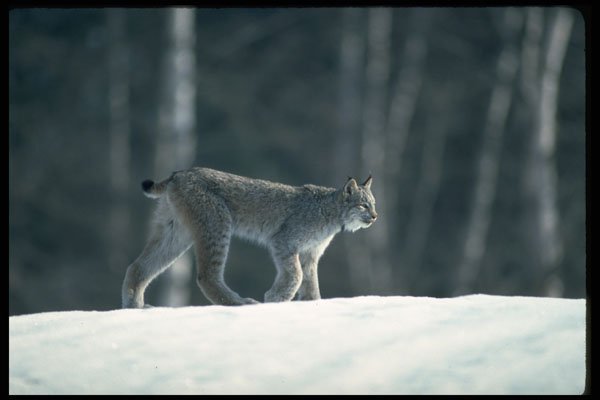 326094 Canada Lynx On Snow A4 Photo Print