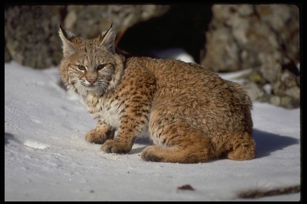 326095 Bobcat On Snowy Rocks A4 Photo Print
