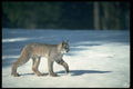 326096 Canada Lynx On Snow A4 Photo Print