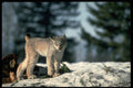 326097 Canada Lynx On Snow A4 Photo Print