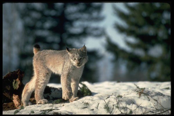 326097 Canada Lynx On Snow A4 Photo Print