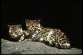 326098 Margay Cats, Mated Pair A4 Photo Print