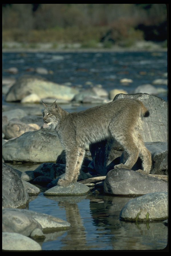 326099 Canada Lynx, Autumn, Along Wilderness River A4 Photo Print