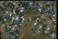 327028 Forest Walk A4 Photo Print