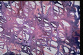 327068 Tangled Web A4 Photo Print