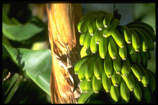 328024 Bananas Ripening In Sun, Port Antonio A4 Photo Print