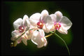 328027 Orchids, Prospect Plantation, Ocho Rios A4 Photo Print