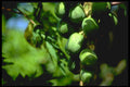 328028 Papayas Ripening Near Negril A4 Photo Print