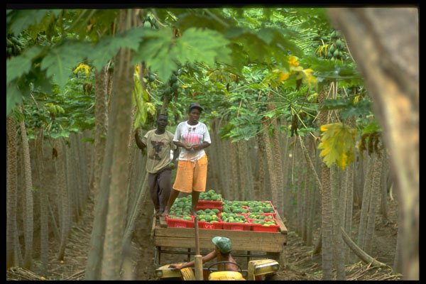 328029 Harvesting Papayas Near Negril A4 Photo Print