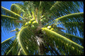 328034 Coconuts Ripening, Ocho Rios A4 Photo Print