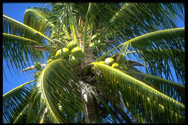 328034 Coconuts Ripening, Ocho Rios A4 Photo Print