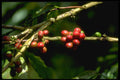 328037 Coffee Beans Ripening, Blue Mountains A4 Photo Print