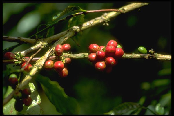 328037 Coffee Beans Ripening, Blue Mountains A4 Photo Print