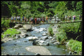 328041 Suspension Bridge, Blue Mountains A4 Photo Print