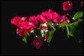 328078 Tropical Flowers, Ocho Rios A4 Photo Print