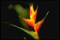 328094 Bird Of Paradise, Ocho Rios A4 Photo Print
