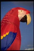 329052 Flying Brazilian Macaw A4 Photo Print