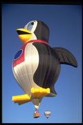 329091 Penguin A4 Photo Print