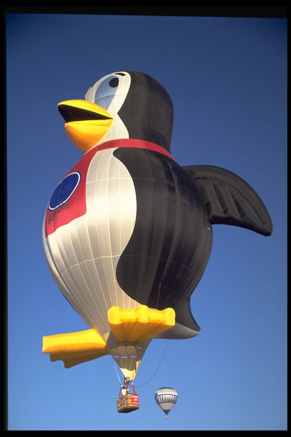 329091 Penguin A4 Photo Print