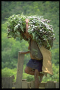 330052 Produce Merchant, Market Bound A4 Photo Print