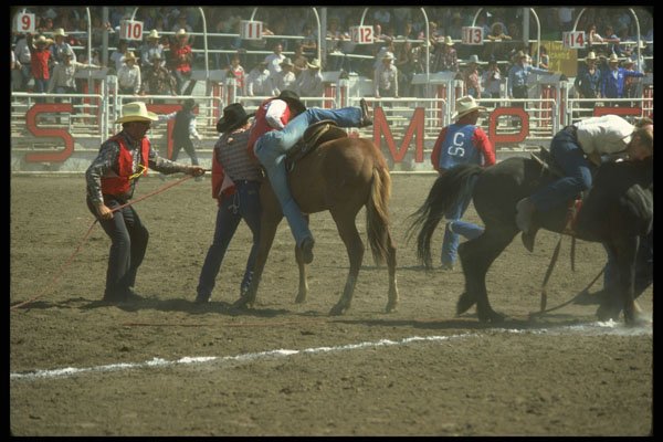 331002 Wild Horse Racing A4 Photo Print
