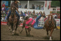 331008 Steer Wrestling A4 Photo Print