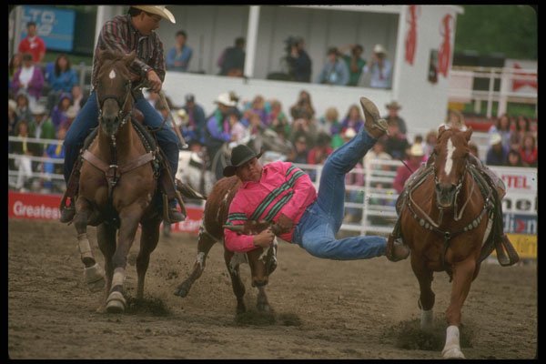 331008 Steer Wrestling A4 Photo Print