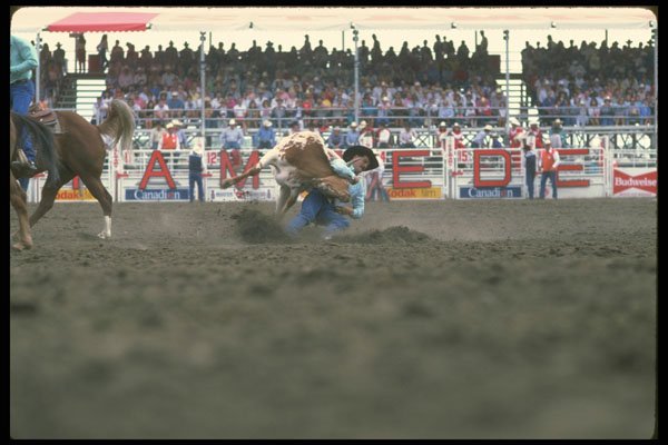 331009 Steer Wrestling A4 Photo Print