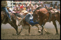 331010 Steer Wrestling A4 Photo Print