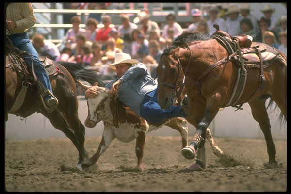 331010 Steer Wrestling A4 Photo Print