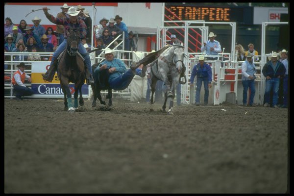 331011 Steer Wrestling A4 Photo Print