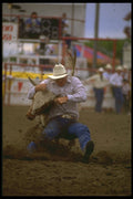 331012 Steer Wrestling A4 Photo Print