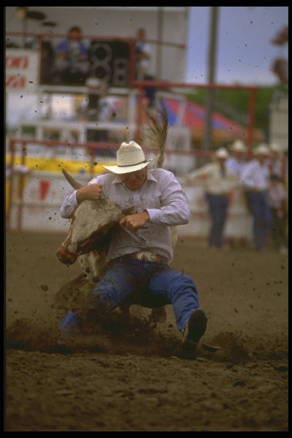 331012 Steer Wrestling A4 Photo Print