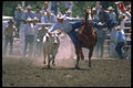 331013 Steer Wrestling A4 Photo Print