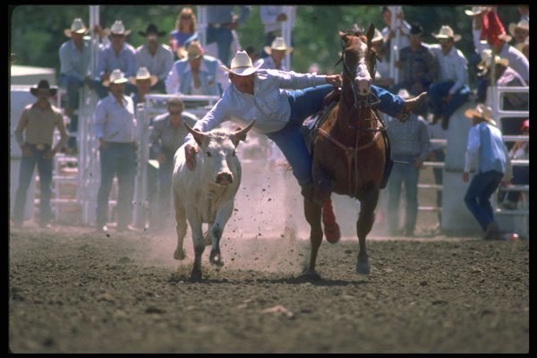 331013 Steer Wrestling A4 Photo Print