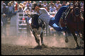 331014 Steer Wrestling A4 Photo Print