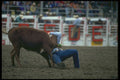331015 Steer Wrestling A4 Photo Print
