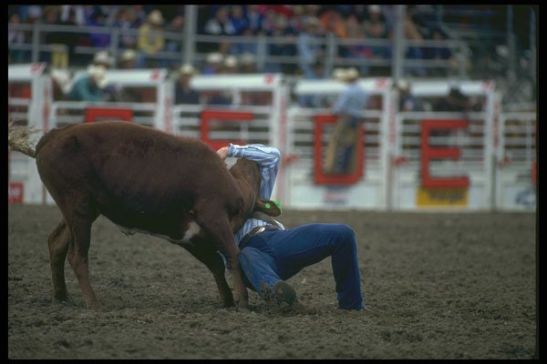 331015 Steer Wrestling A4 Photo Print