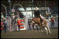 331016 Steer Riding A4 Photo Print